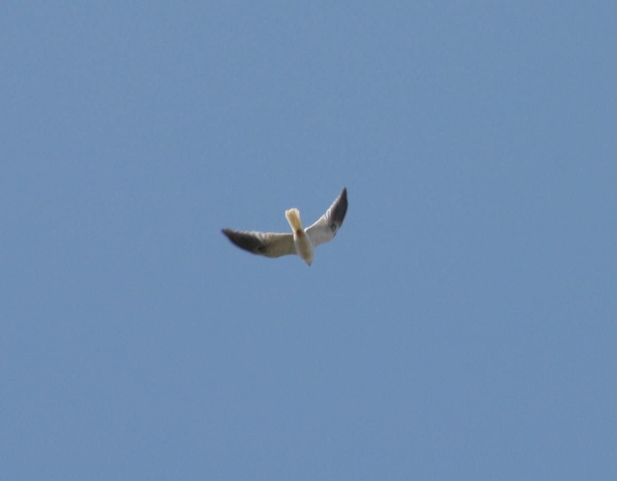 White-tailed Kite - ML112068961