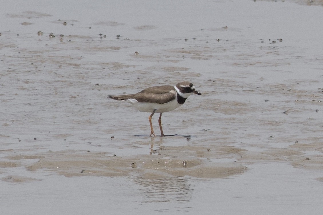 Common Ringed Plover - ML112071611