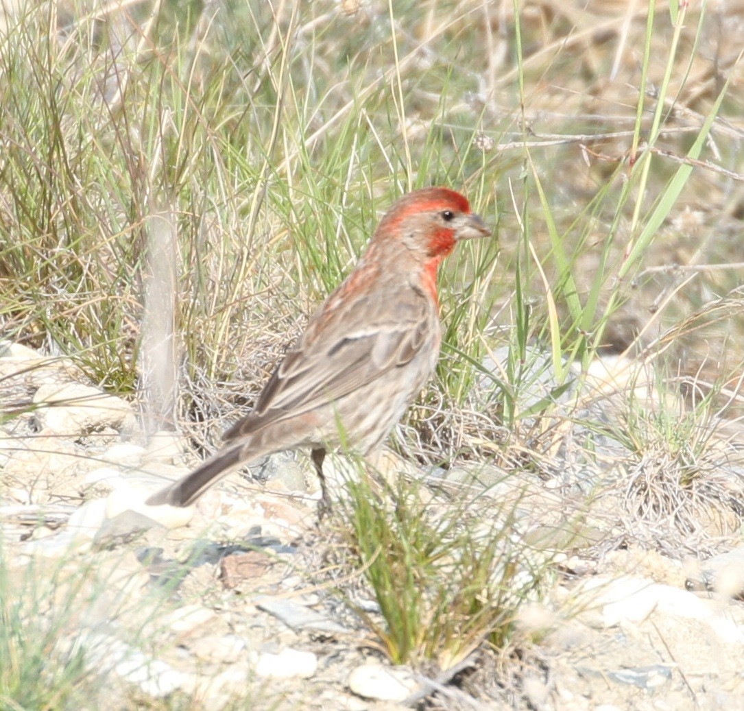 House Finch - Don Coons