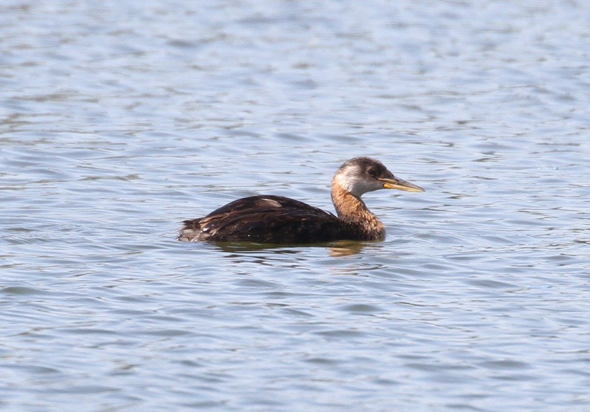 Red-necked Grebe - Don Coons