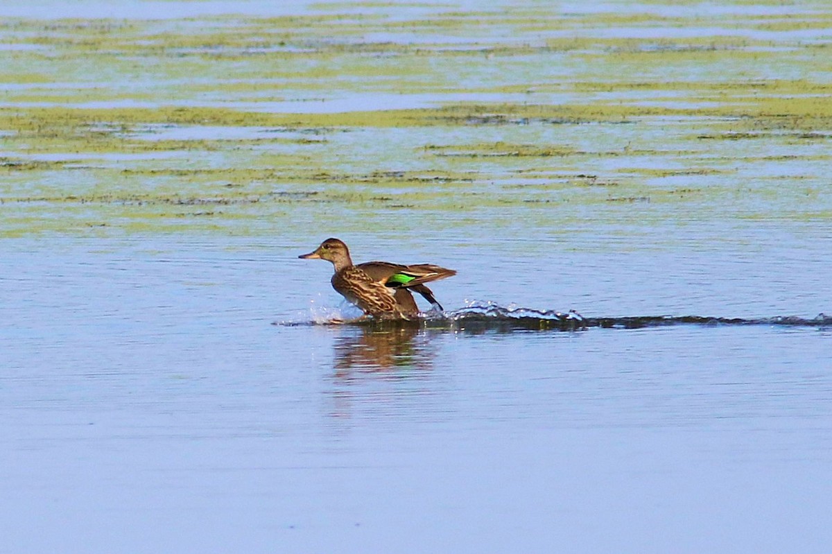 Green-winged Teal - ML112076771
