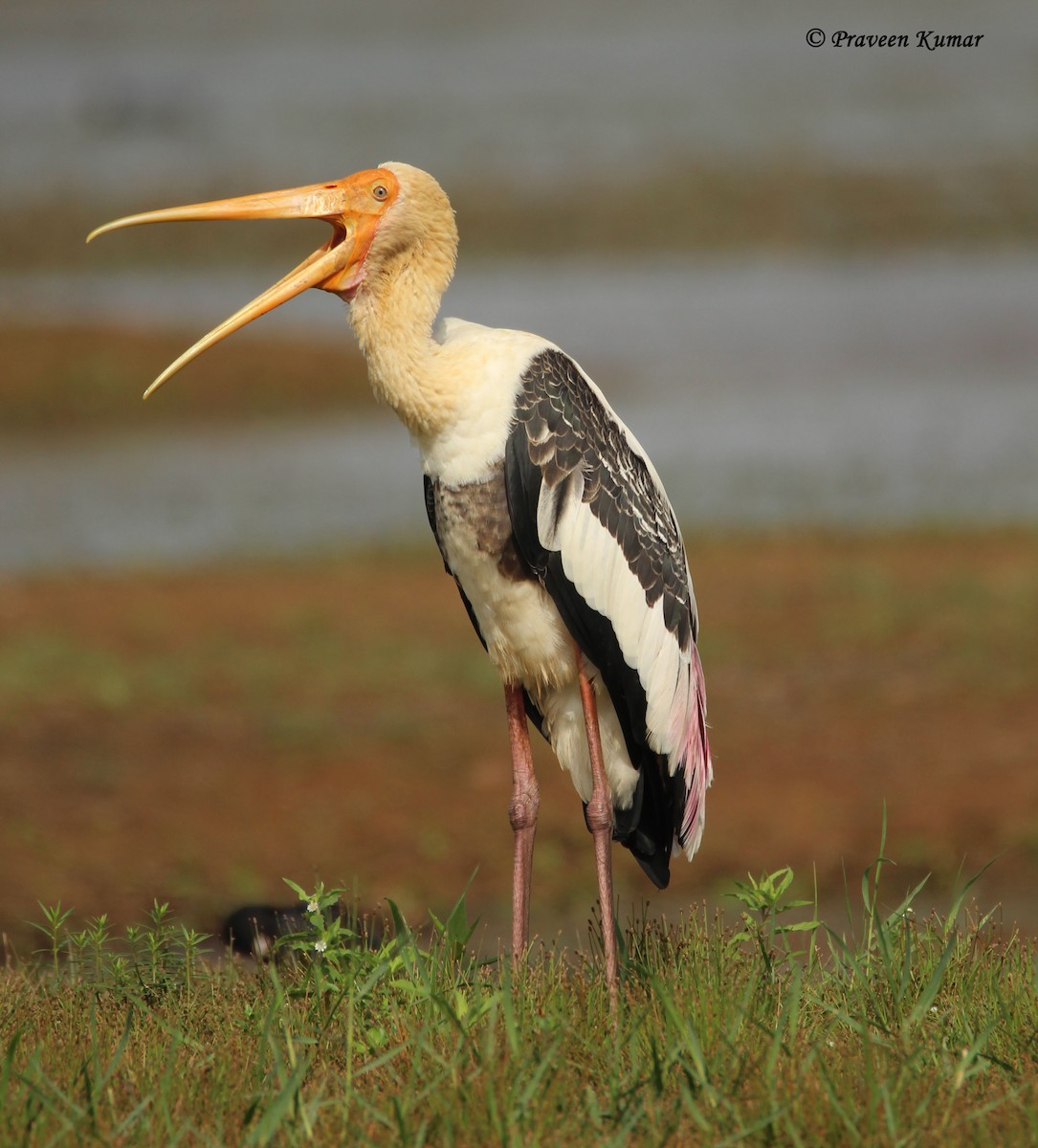 Painted Stork - Praveen  Kumar