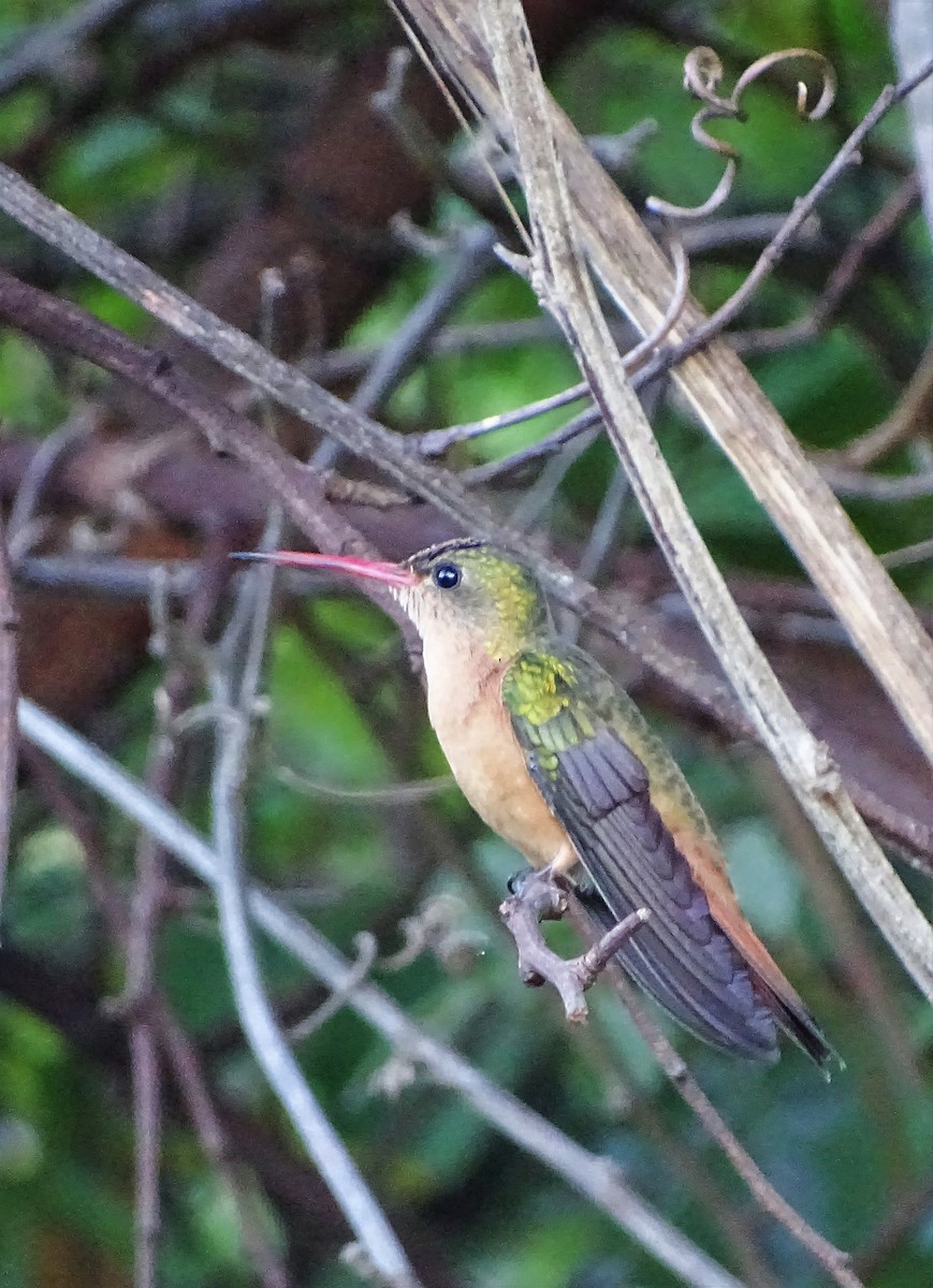 Cinnamon Hummingbird - Alfonso Auerbach