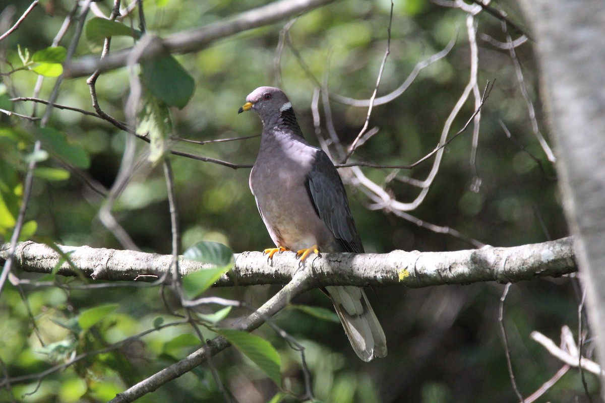 Band-tailed Pigeon - Lisseth Hernández