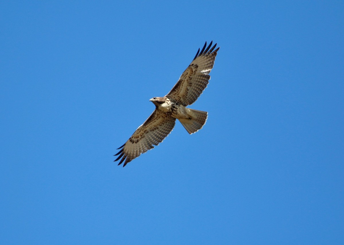 Red-tailed Hawk - Ben Hulsey