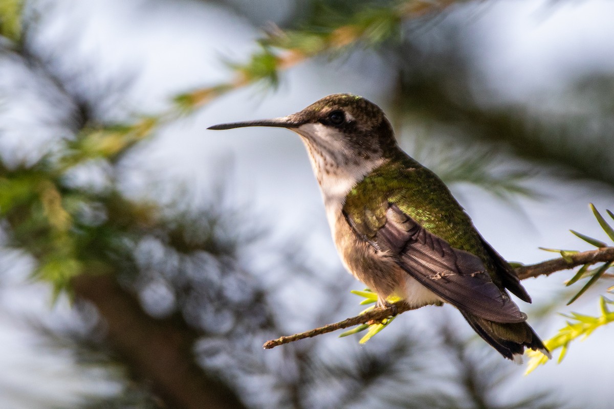 Ruby-throated Hummingbird - Martine Stolk