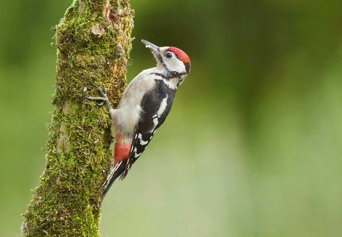 Great Spotted Woodpecker - ML112095411
