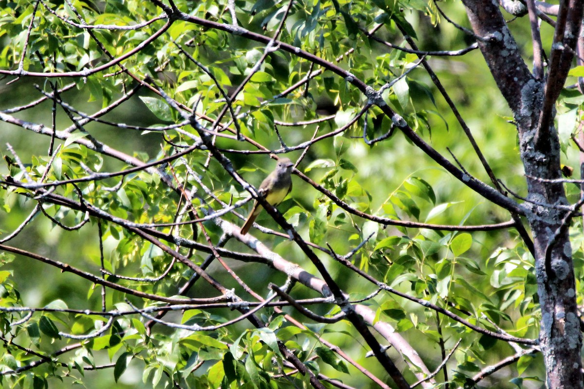 Great Crested Flycatcher - ML112096571