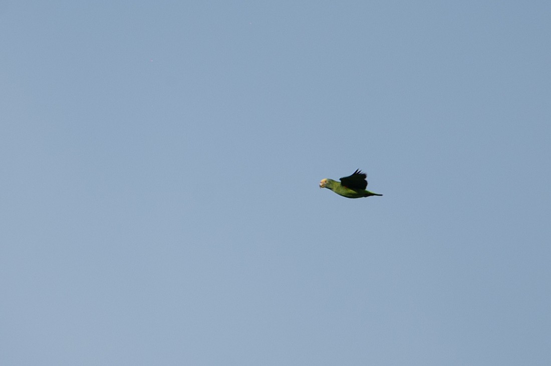 Yellow-faced Parrot - ML112097401
