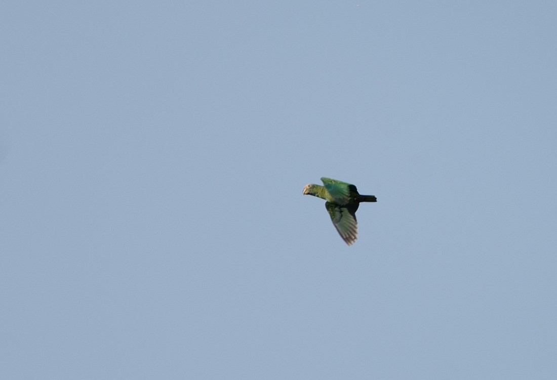 Yellow-faced Parrot - ML112097411