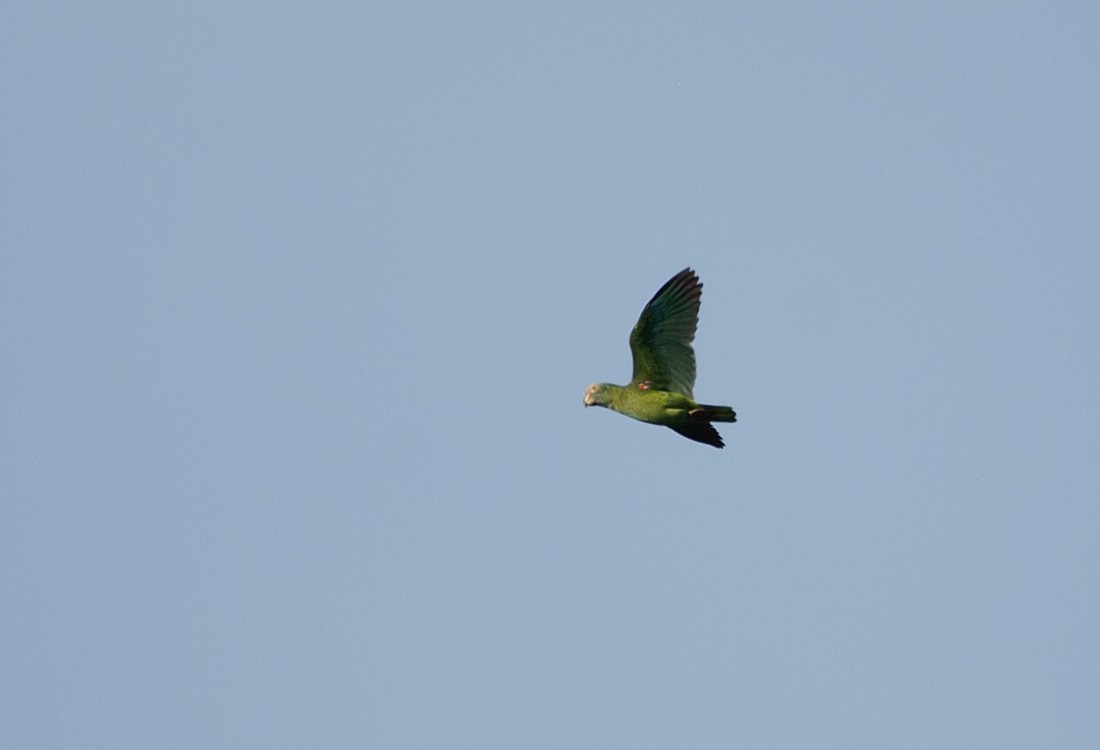 Yellow-faced Parrot - ML112097421