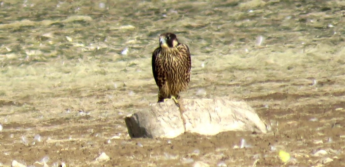 Peregrine Falcon - shawn richmond