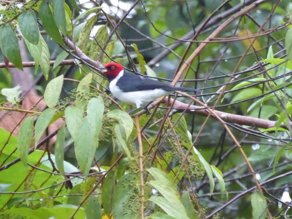 Red-capped Cardinal - ML112098891