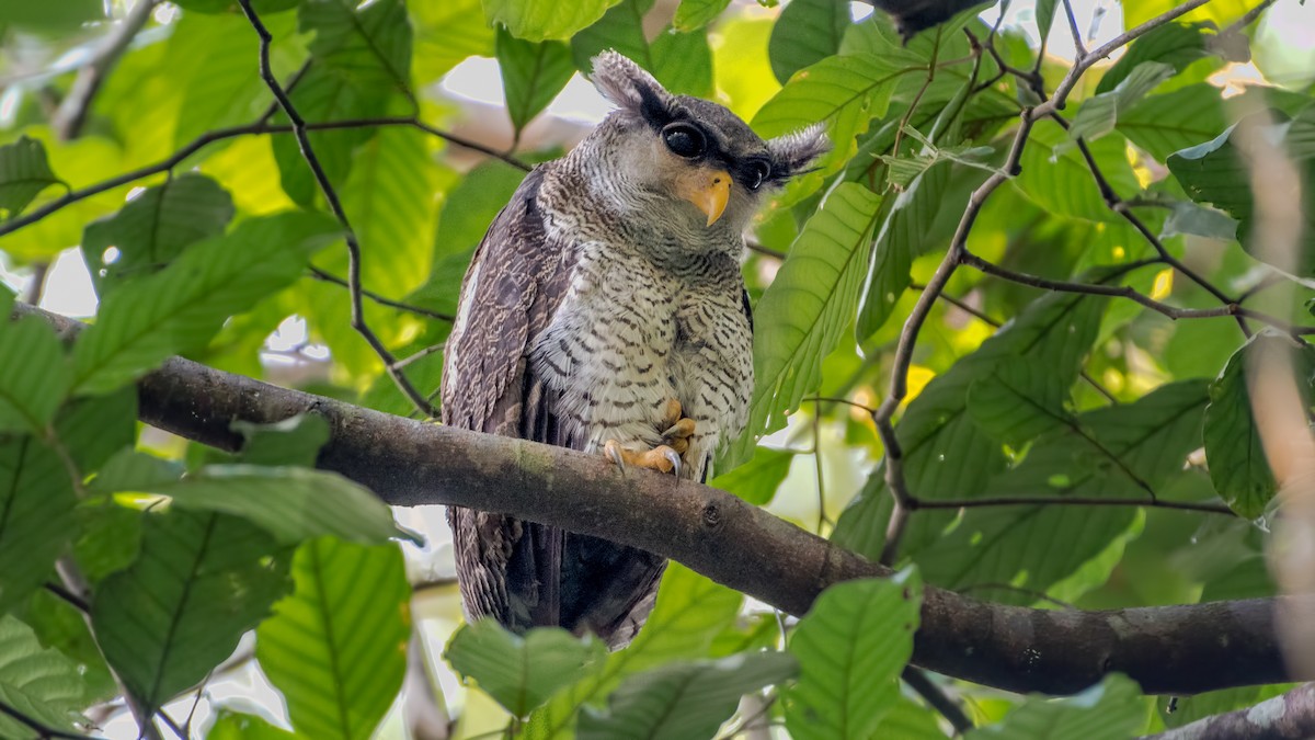 Barred Eagle-Owl - Hong Yao Lim