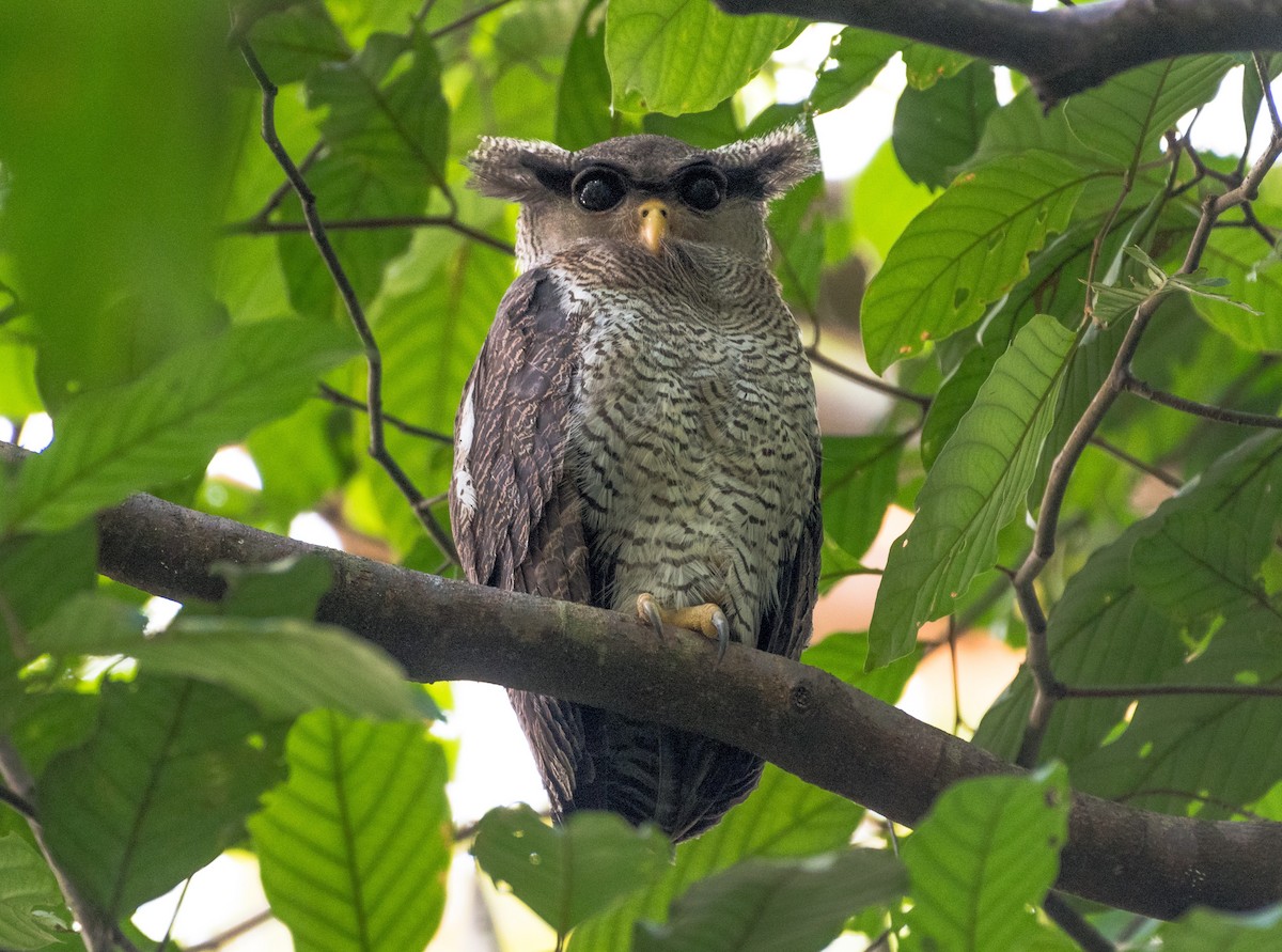 Barred Eagle-Owl - ML112099851