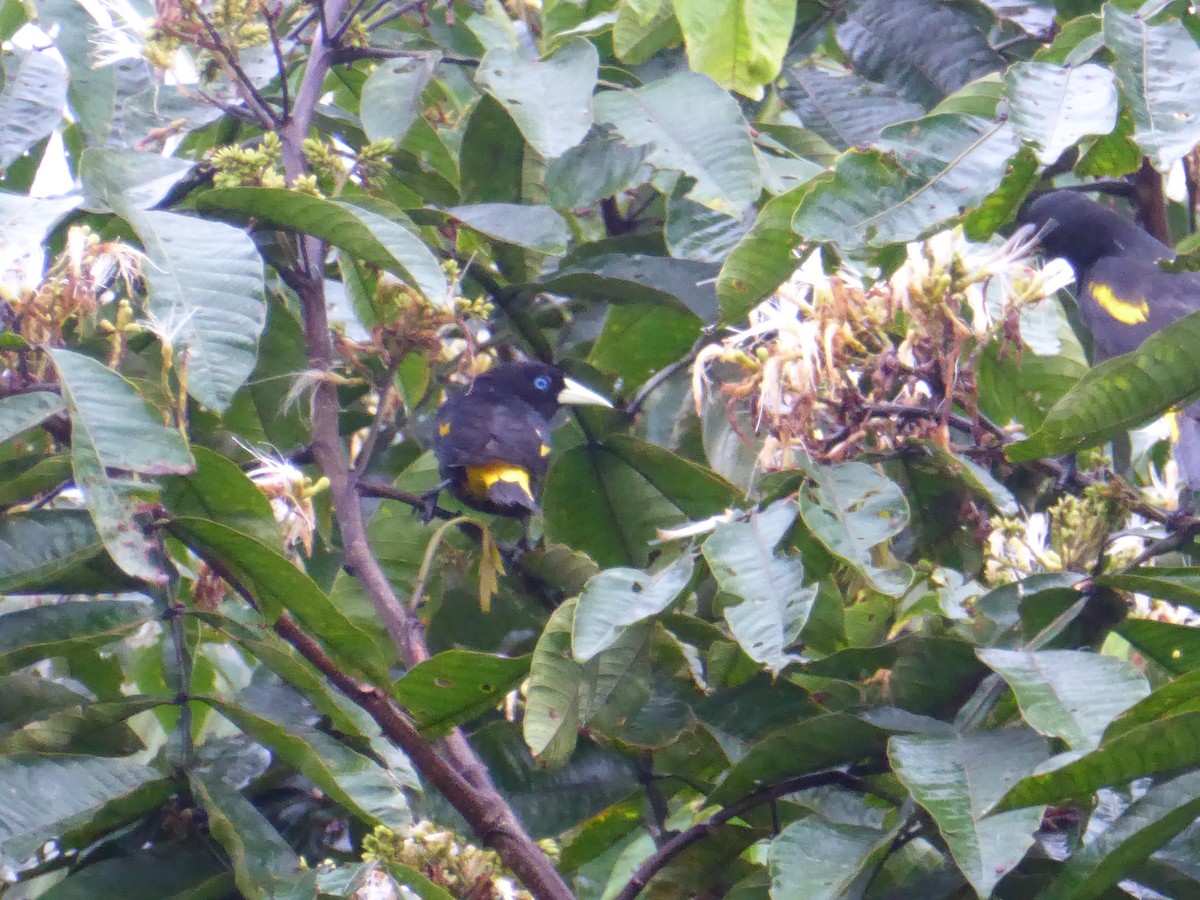 Yellow-rumped Cacique - ML112101271
