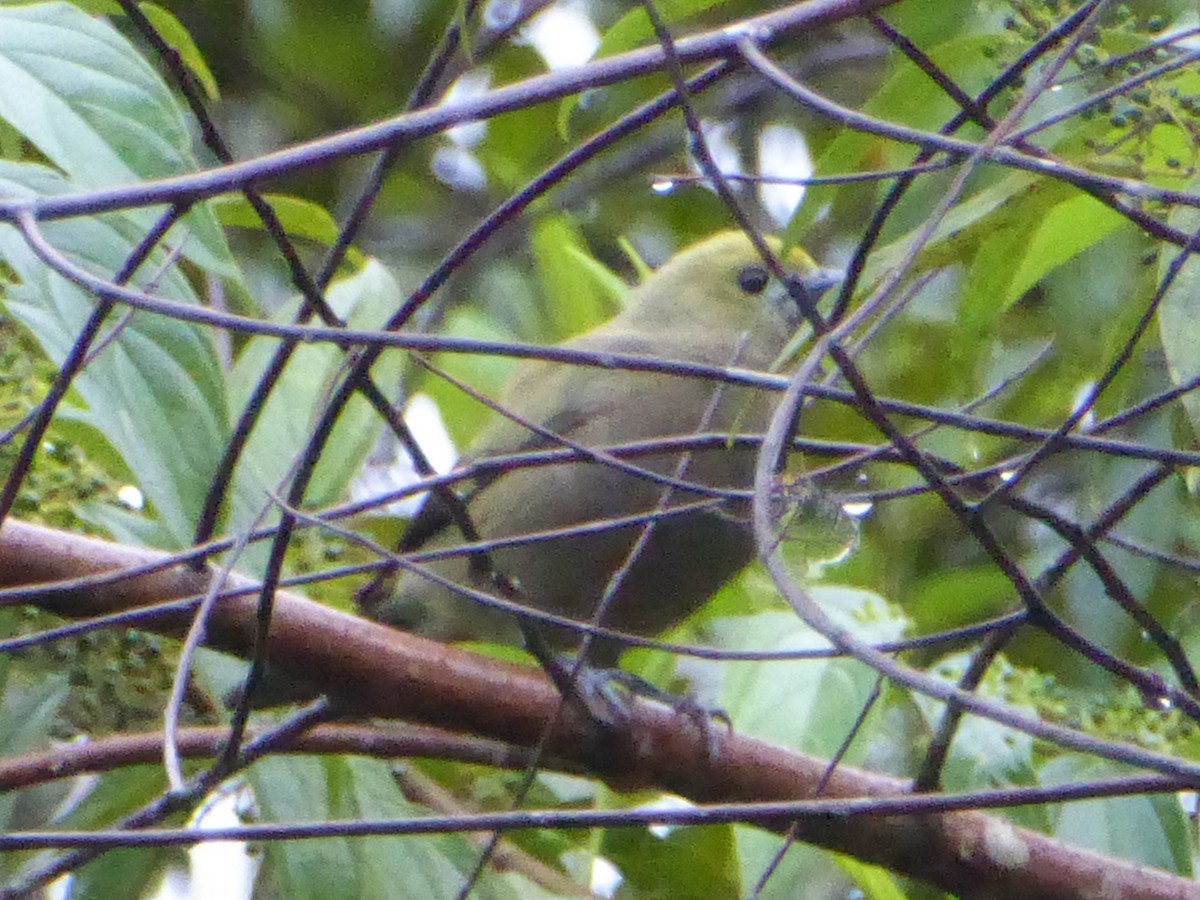 Palm Tanager - ML112103051