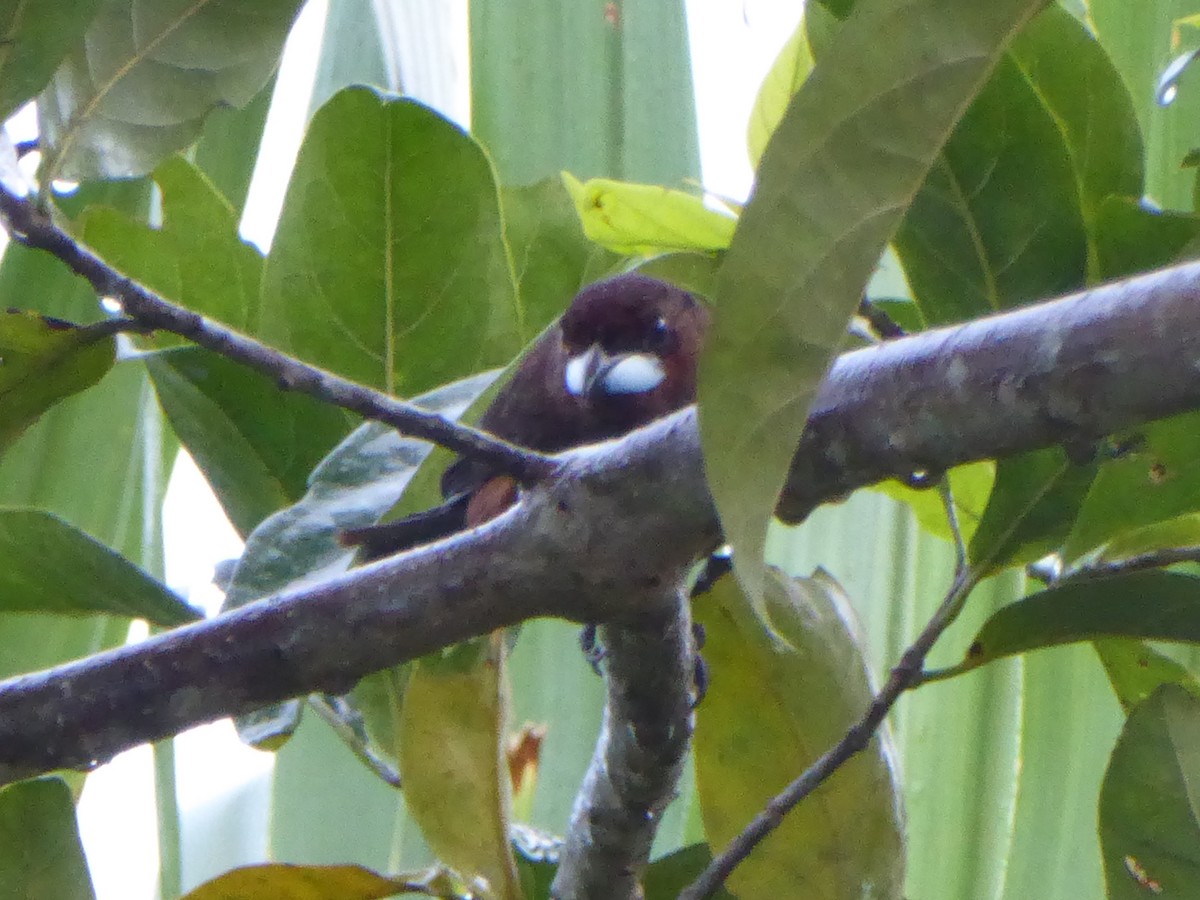 Silver-beaked Tanager - ML112103771