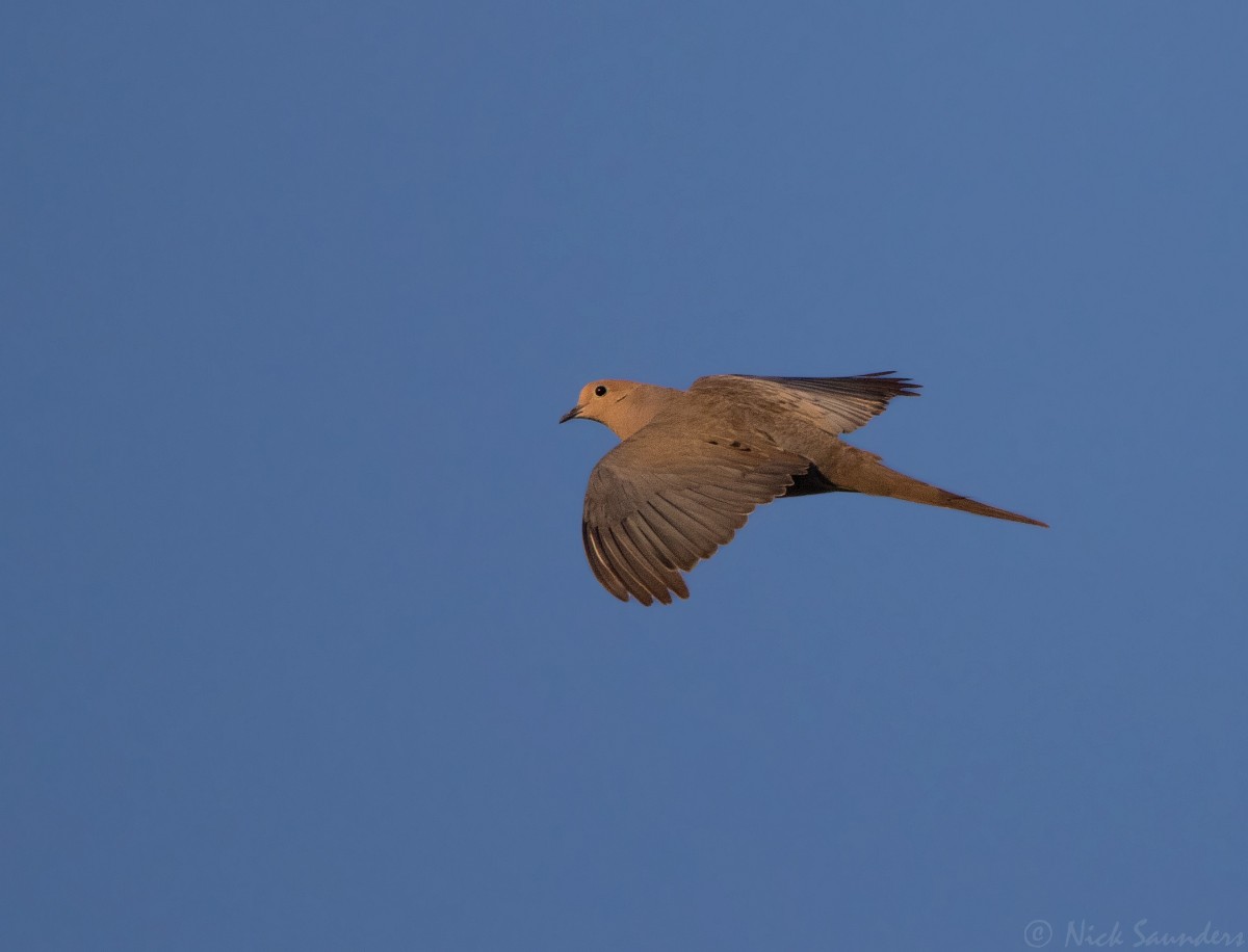 Mourning Dove - Nick Saunders