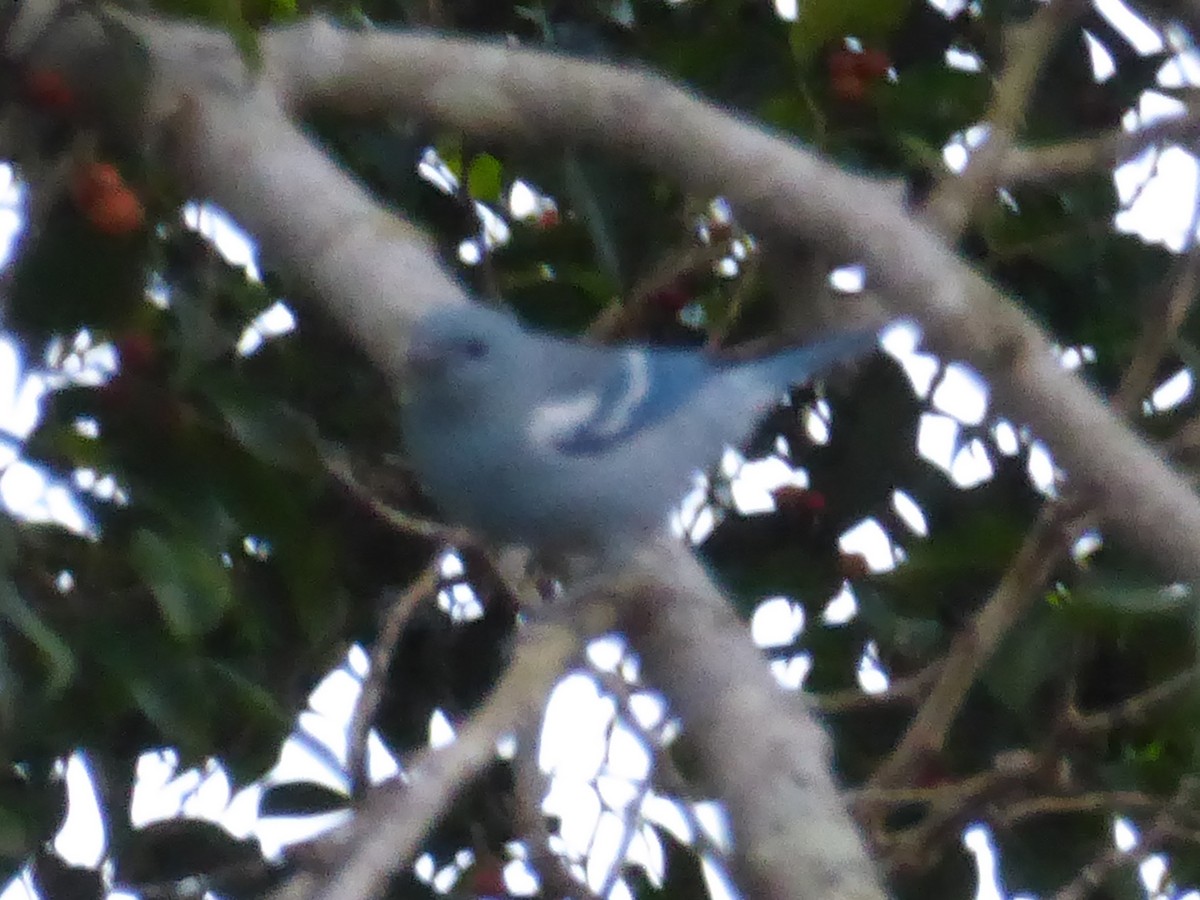 Blue-gray Tanager - ML112104961