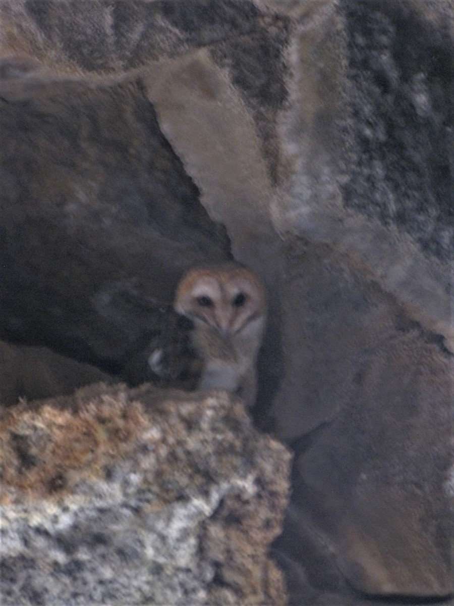 Barn Owl (Galapagos) - ML112105031