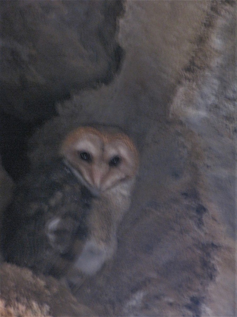 Barn Owl (Galapagos) - ML112105041