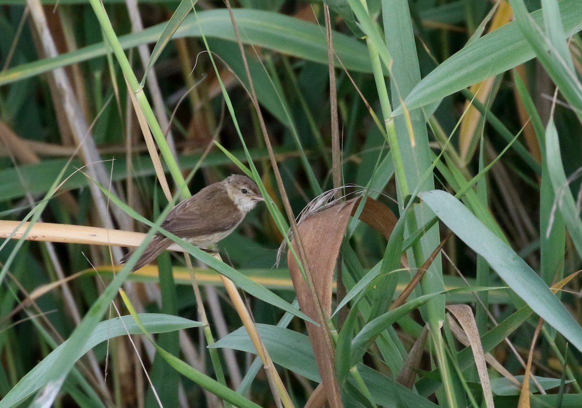 Common Reed Warbler - Jay McGowan