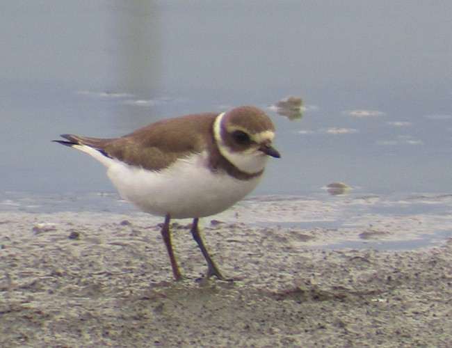 Semipalmated Plover - ML112109341
