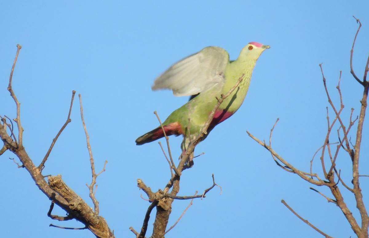 Red-bellied Fruit-Dove - ML112110551