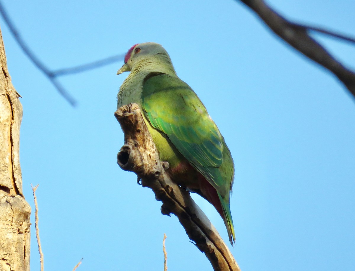 Red-bellied Fruit-Dove - ML112110561
