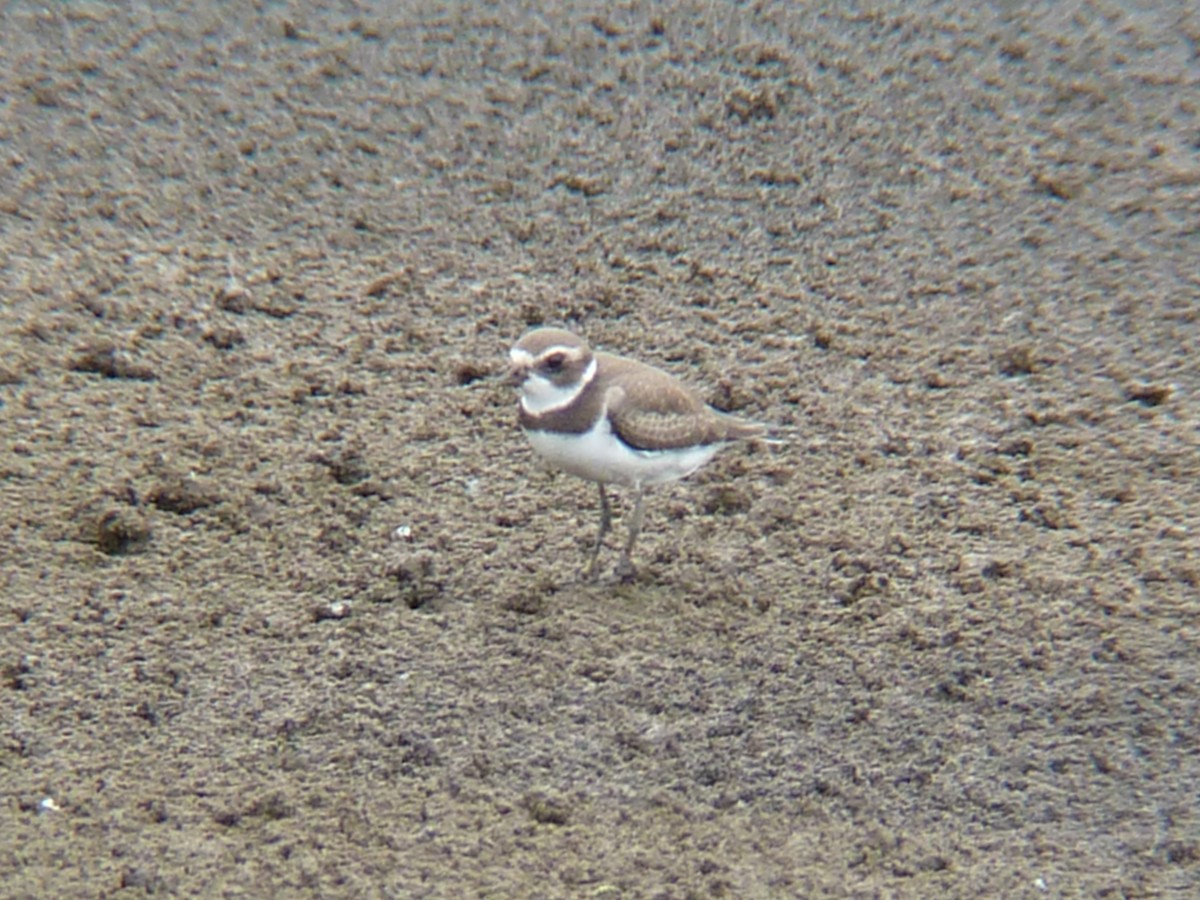 Semipalmated Plover - ML112110761