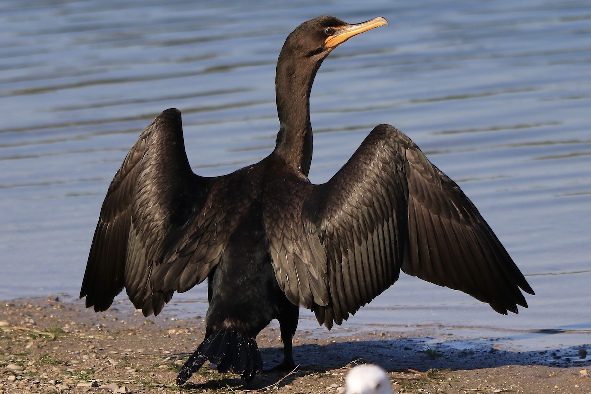 Double-crested Cormorant - Gord Watts
