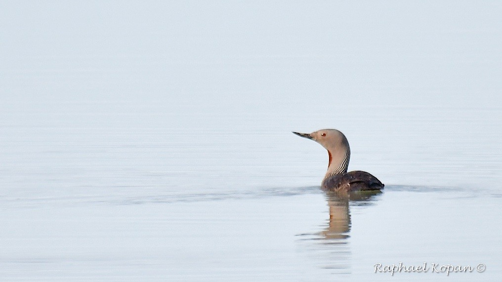 Red-throated Loon - ML112114691