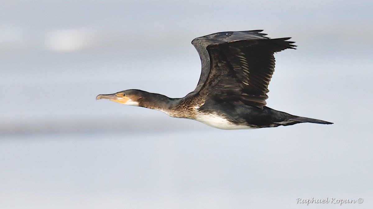 Great Cormorant (North Atlantic) - Raphael Kopan