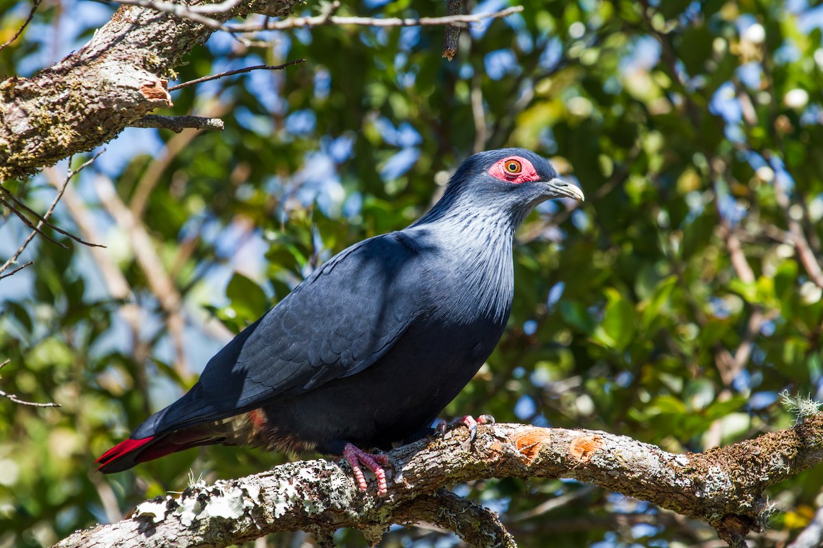 Madagascar Blue-Pigeon - Nick Athanas