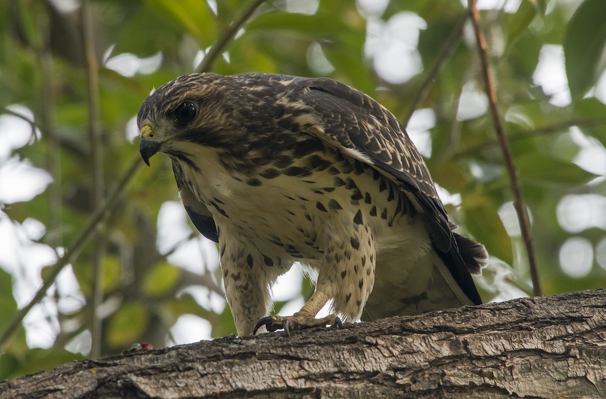 Broad-winged Hawk - Sydney Mohr