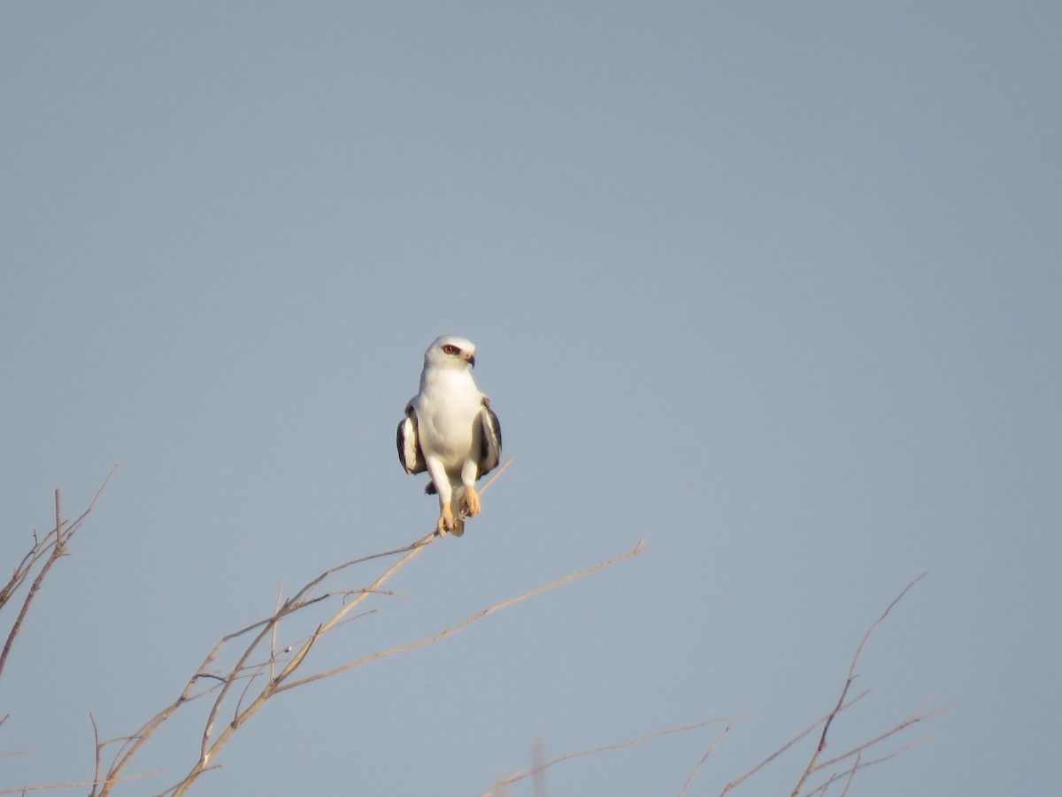 White-tailed Kite - Becky Turley