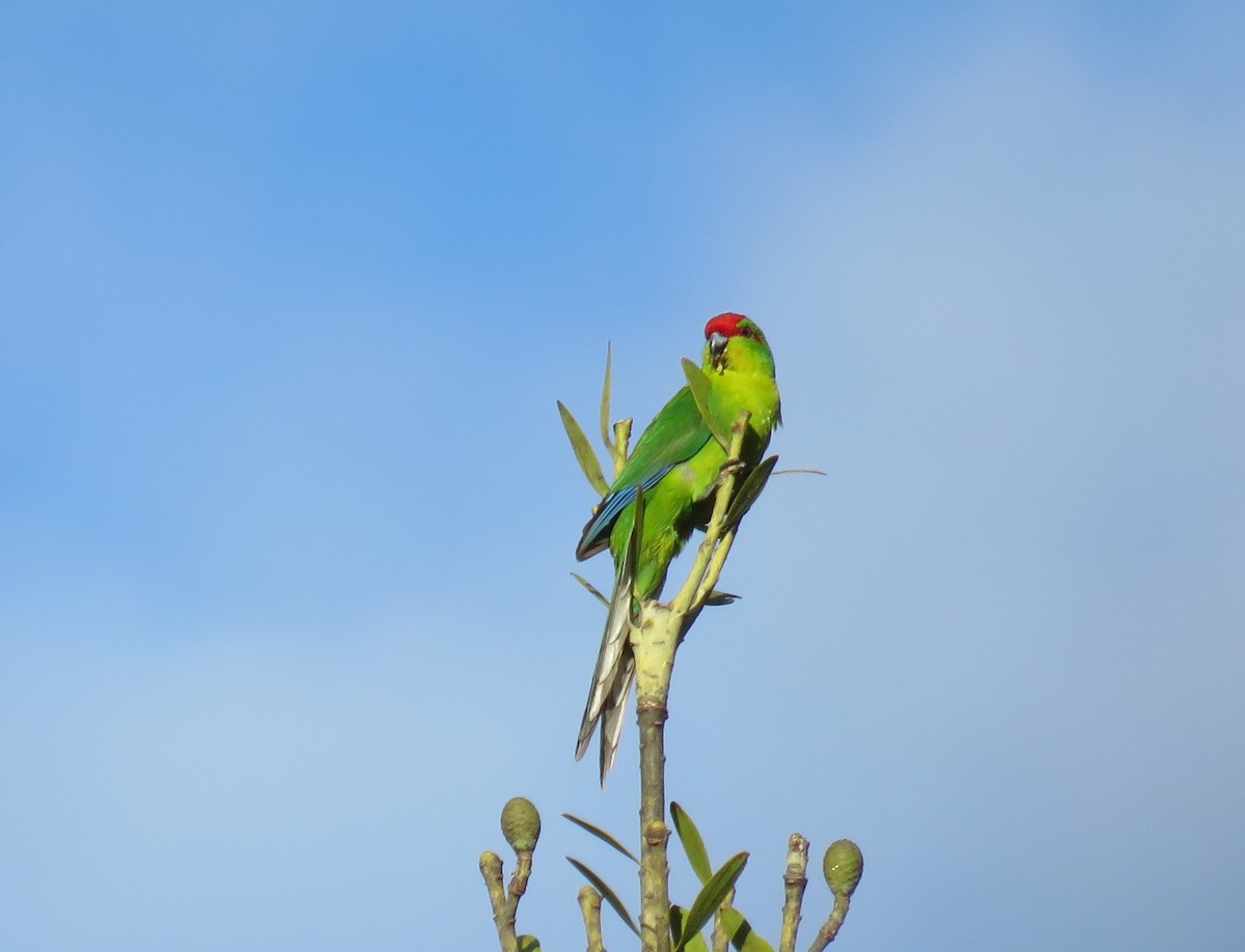 New Caledonian Parakeet - ML112117441