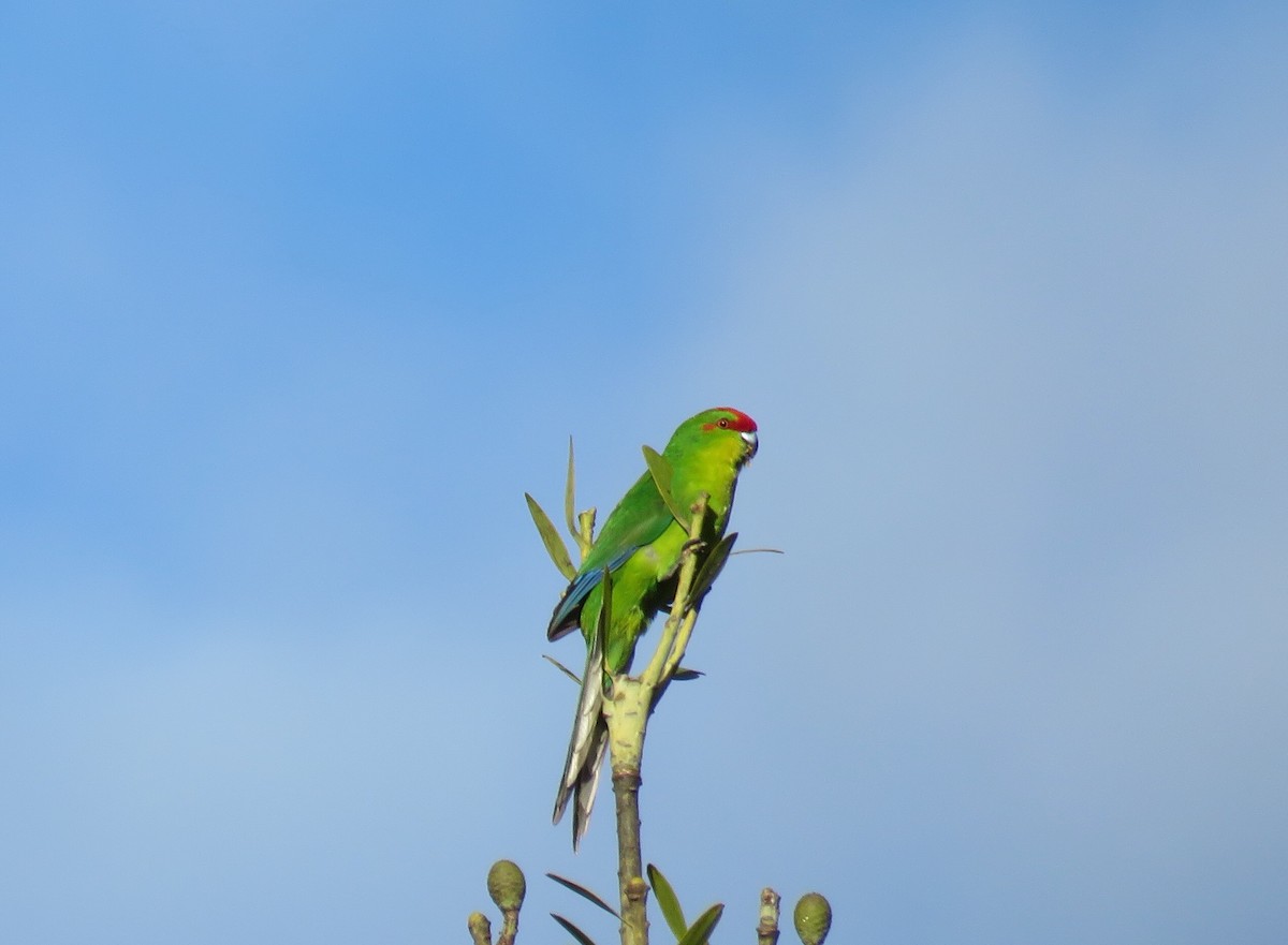New Caledonian Parakeet - Sue Beatty