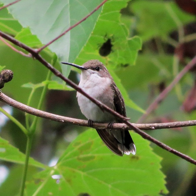 Ruby-throated Hummingbird - ML112118011