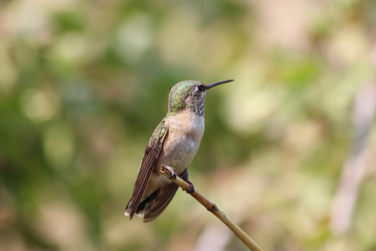 Calliope Hummingbird - ML112118961