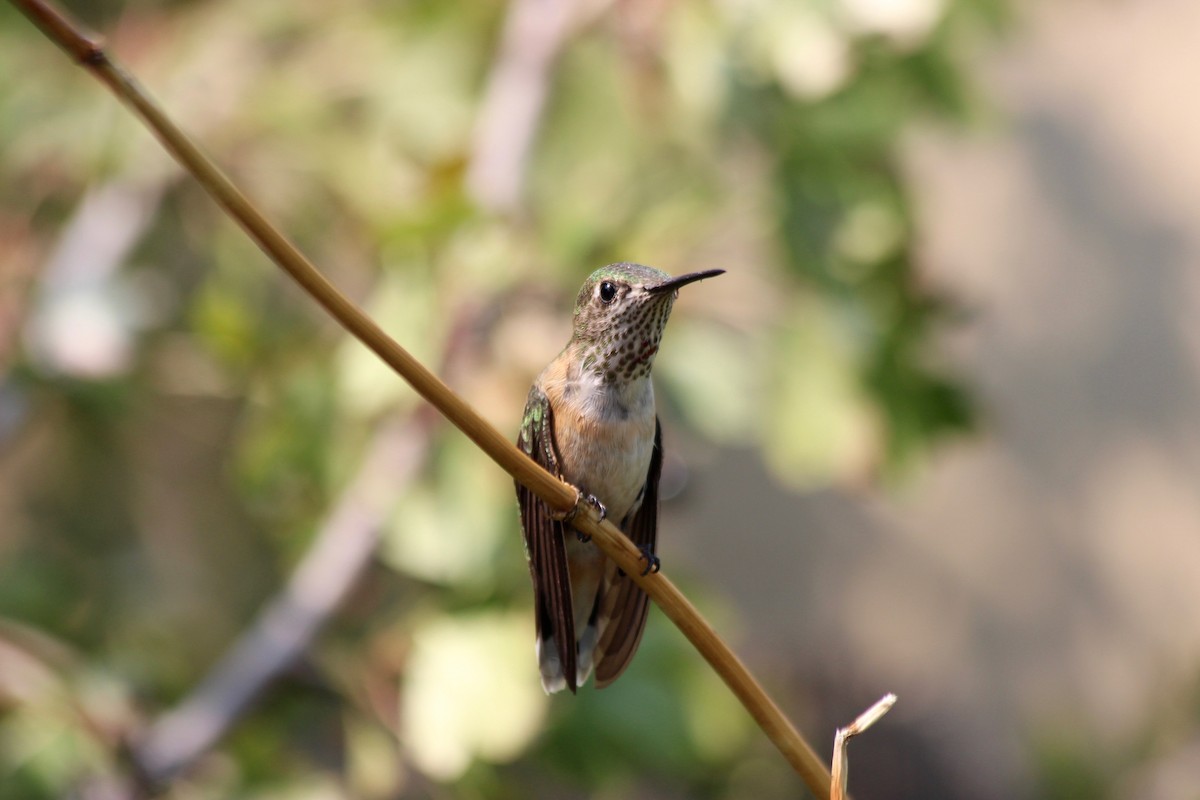 Calliope Hummingbird - ML112118971