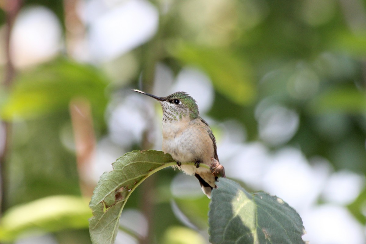 Calliope Hummingbird - ML112118981
