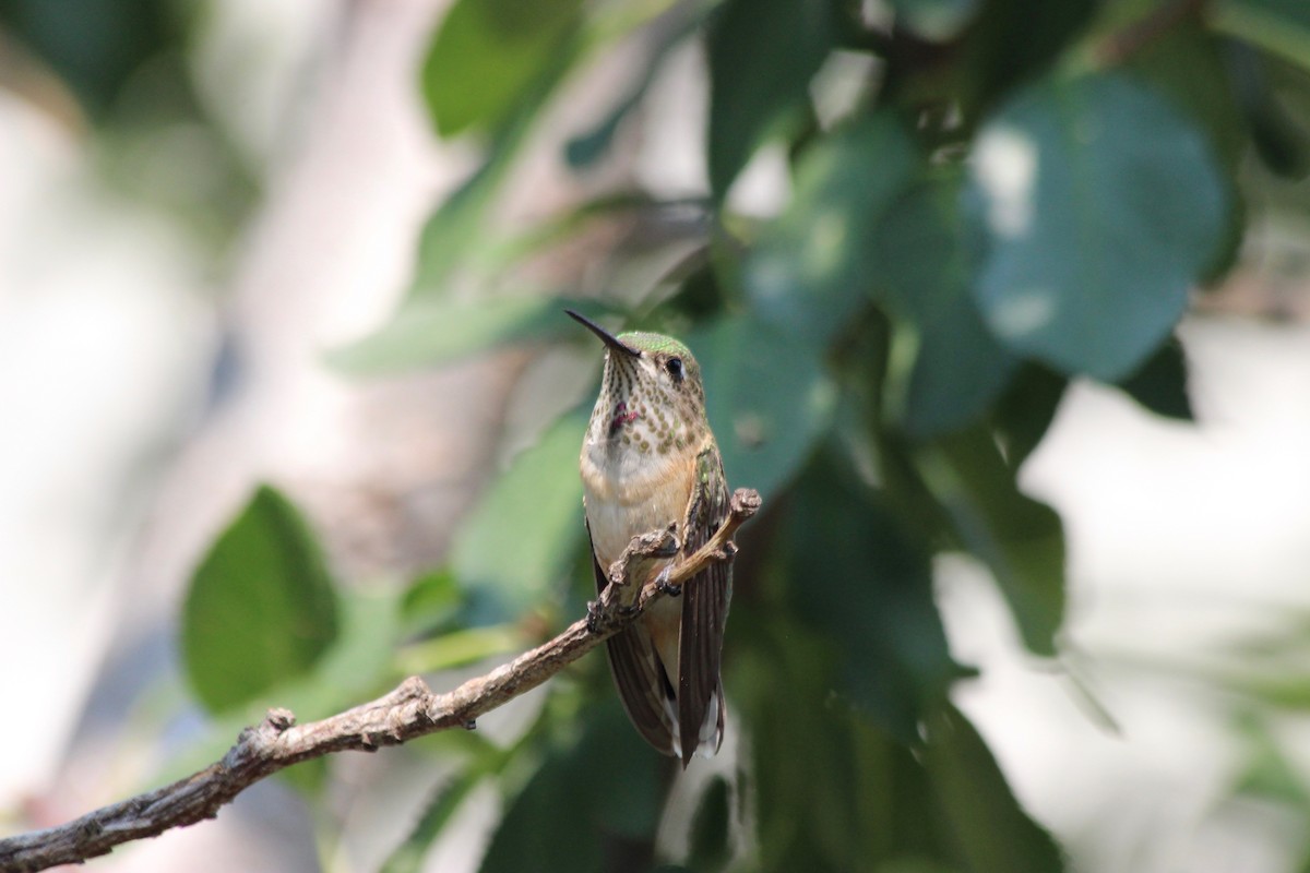 Calliope Hummingbird - ML112119001