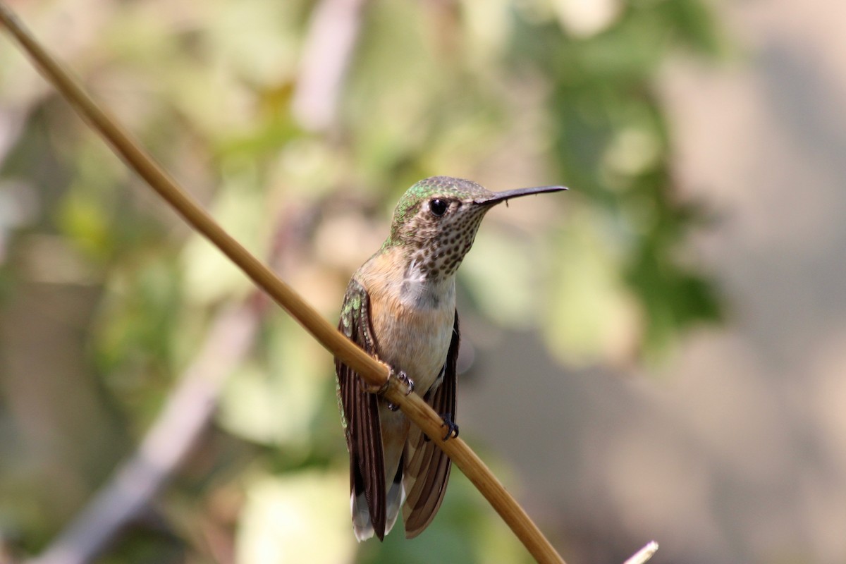 Calliope Hummingbird - ML112119021