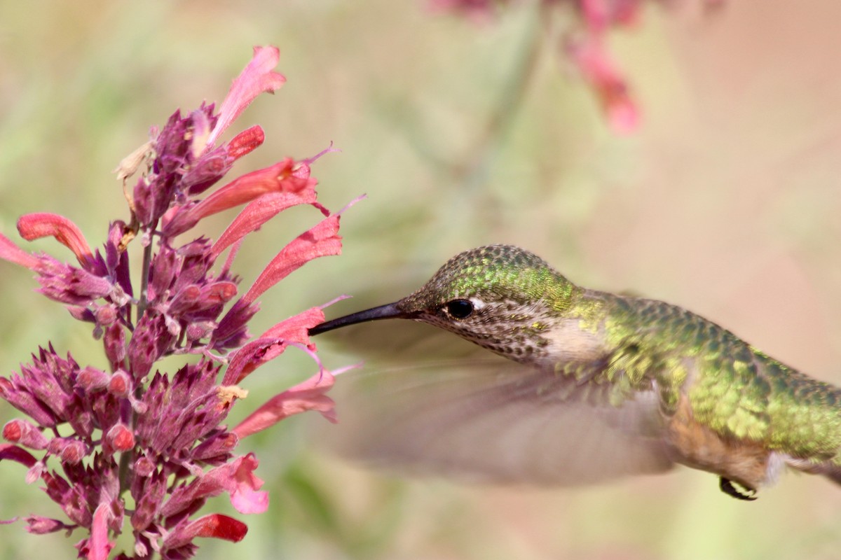 Calliope Hummingbird - Donald Jones