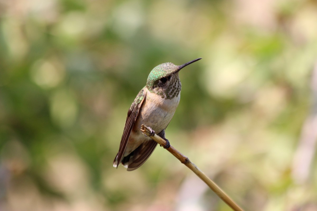 Calliope Hummingbird - ML112119091