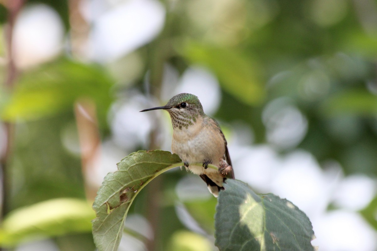 Calliope Hummingbird - ML112119121