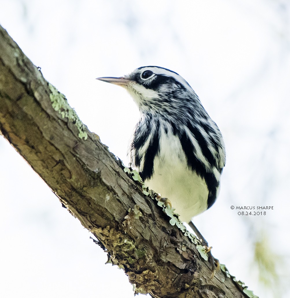 Black-and-white Warbler - Marcus Sharpe