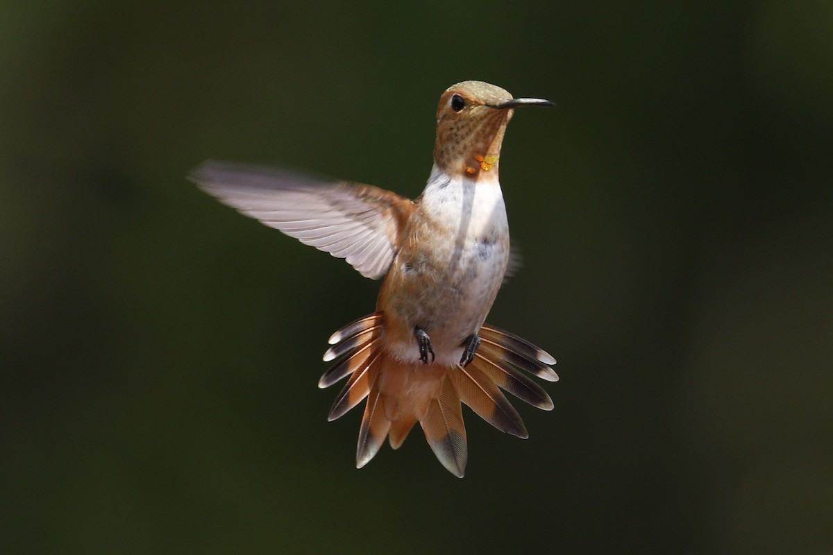 Allen's Hummingbird - Donna Pomeroy